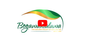Bbogawanthalawa-tea